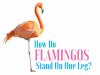 How_Do_Flamingos_Stand_on_One_Leg_