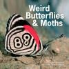 Weird_butterflies_and_moths