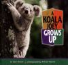 A_koala_joey_grows_up