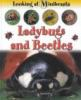 Ladybugs_and_beetles