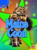 Maine_coon