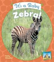 It_s_a_Baby_Zebra_