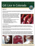 Gill_lice_in_Colorado