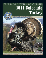 Colorado_turkey