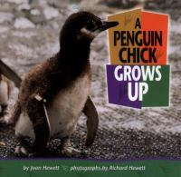 A_penguin_chick_grows_up