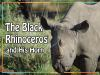 The_Black_Rhinoceros_and_Its_Horn