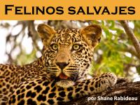 Felinos_salvajes