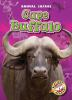 Cape_buffalo